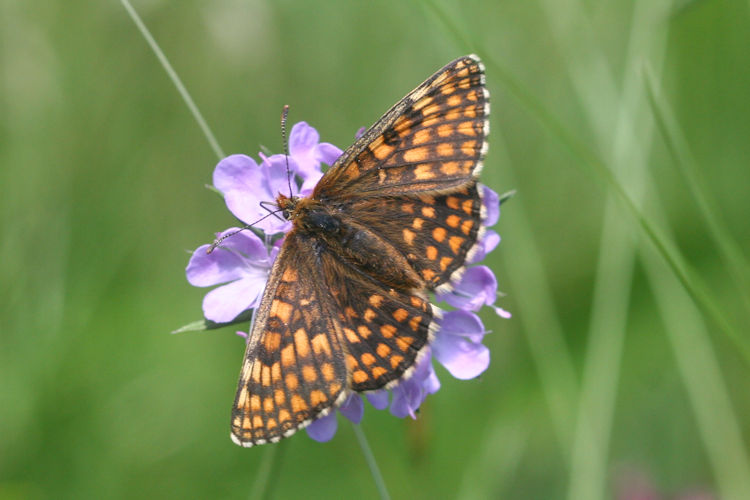 Melitaea aurelia: Bild 14