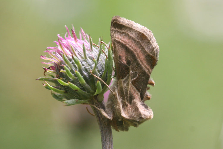 Euchalcia variabilis: Bild 1