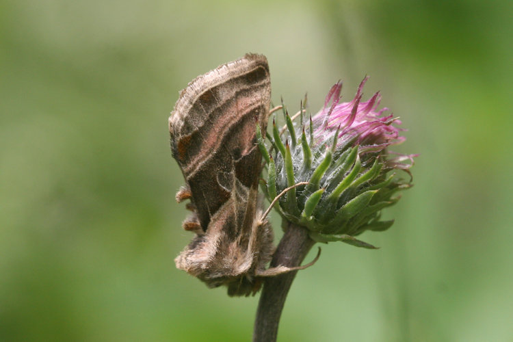 Euchalcia variabilis: Bild 2