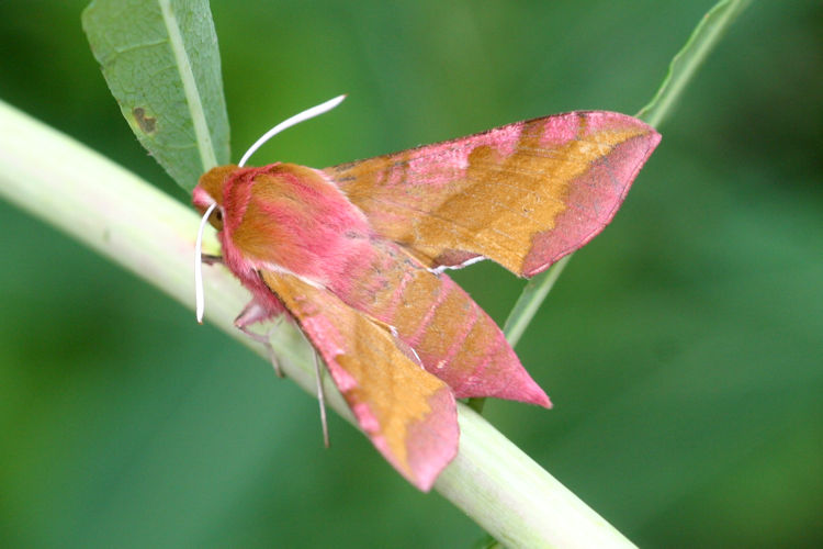 Deilephila porcellus: Bild 1