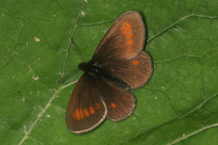 Erebia eriphyle: Bild 1