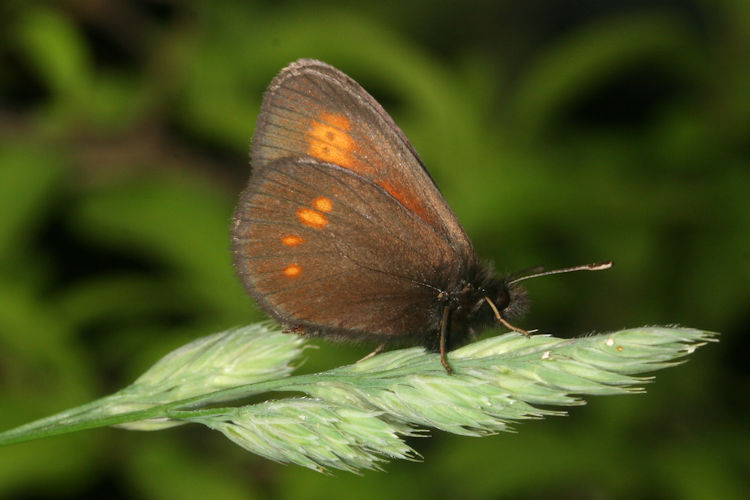 Erebia eriphyle: Bild 6