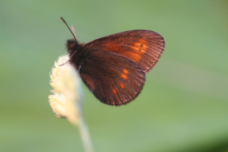 Erebia eriphyle: Bild 8