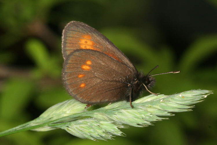 Erebia eriphyle: Bild 9