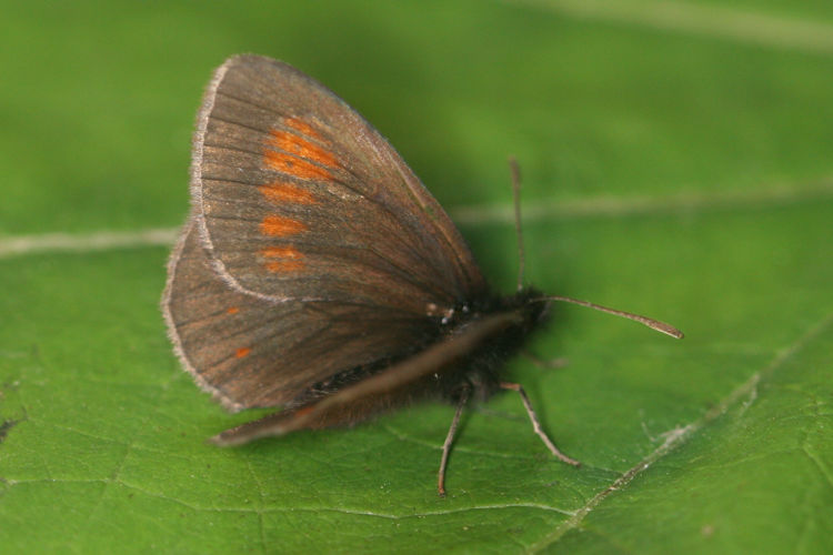 Erebia eriphyle: Bild 4