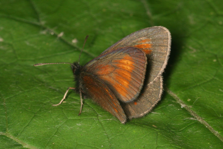 Erebia eriphyle: Bild 15