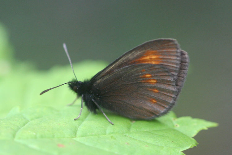 Erebia eriphyle: Bild 18