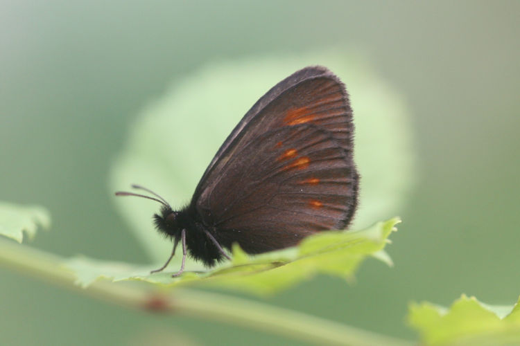 Erebia eriphyle: Bild 19