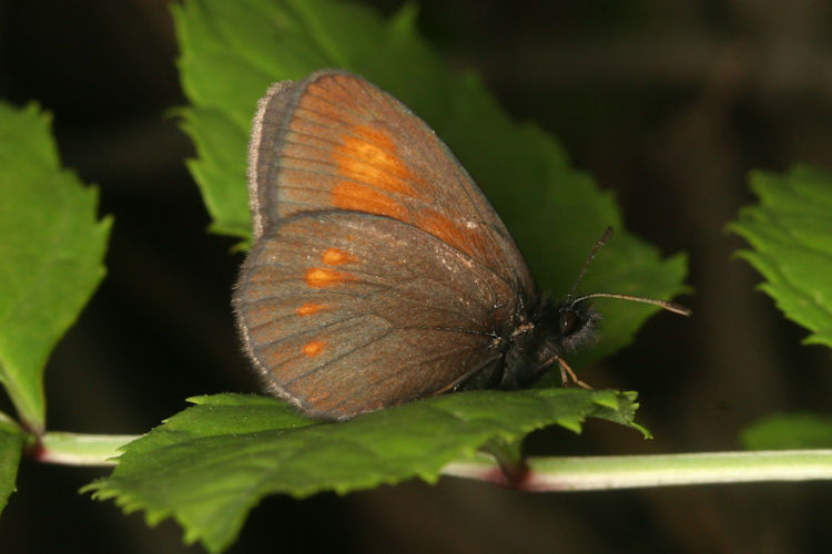 Erebia eriphyle: Bild 21