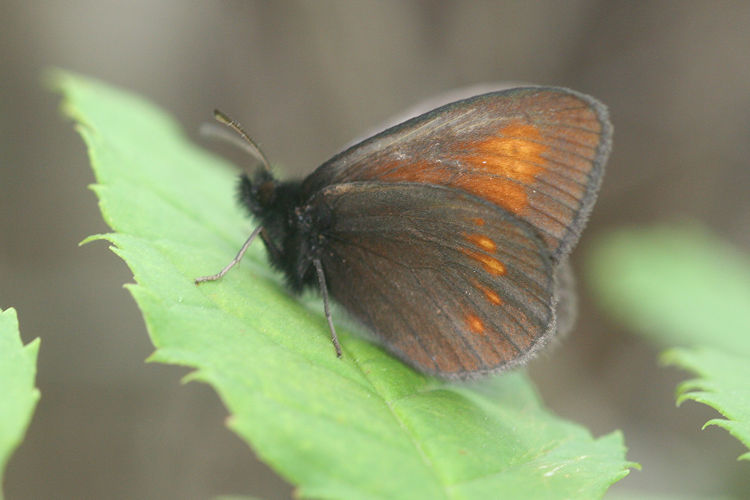 Erebia eriphyle: Bild 22