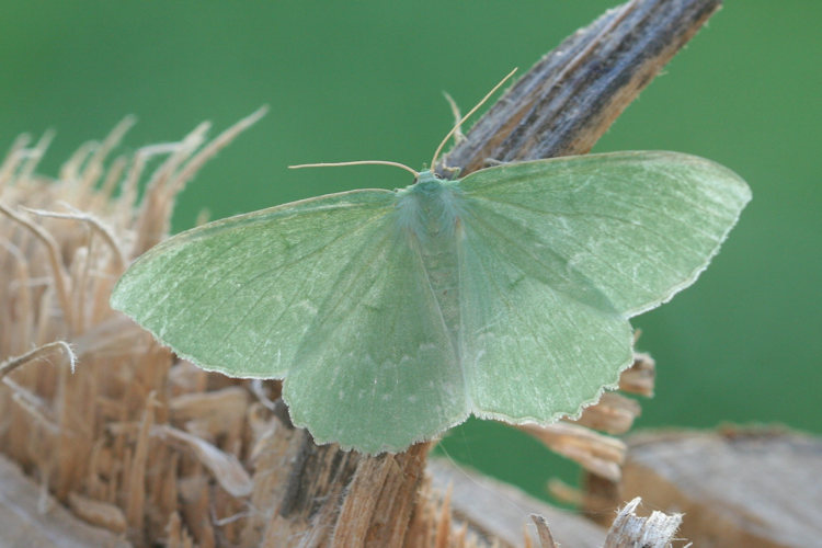 Geometra papilionaria: Bild 3