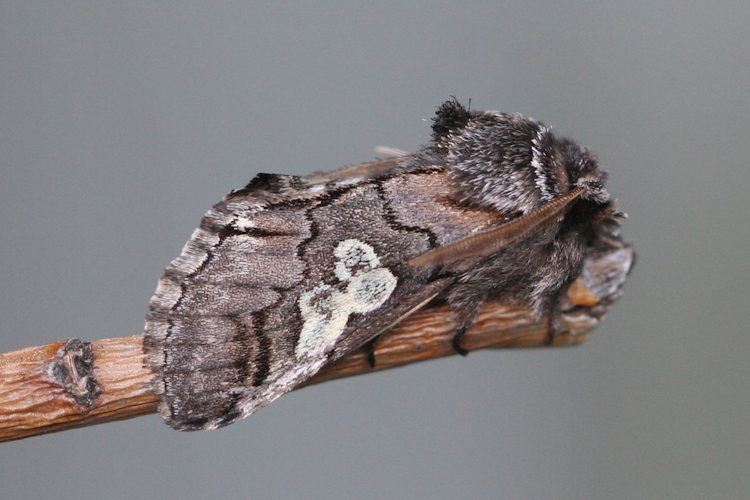 Diloba caeruleocephala: Bild 2