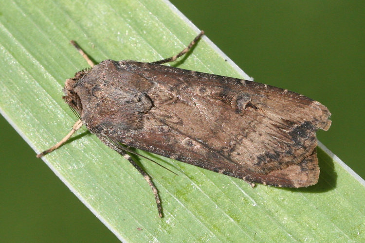 Agrotis ipsilon: Bild 1