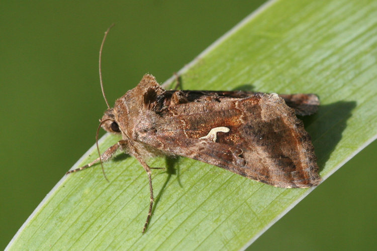 Autographa gamma: Bild 2