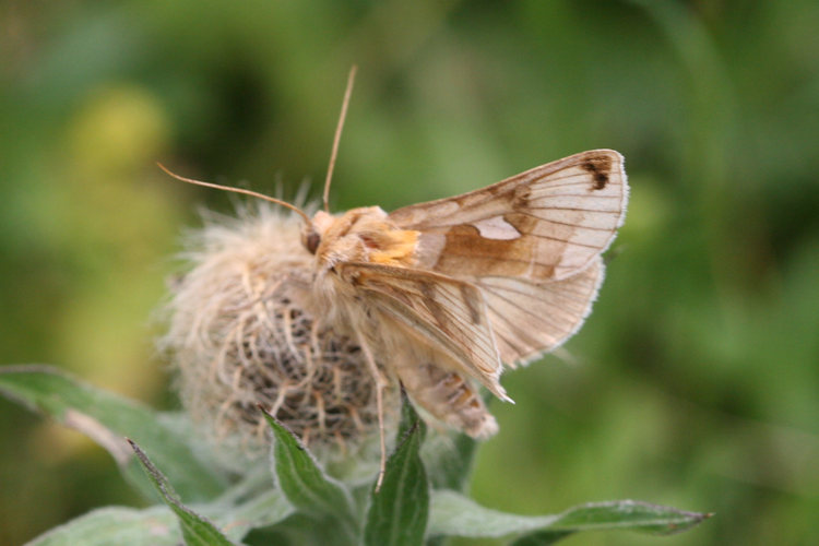 Autographa aemula: Bild 4