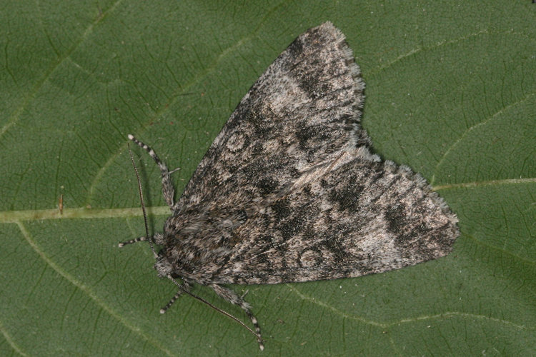 Acronicta megacephala: Bild 1