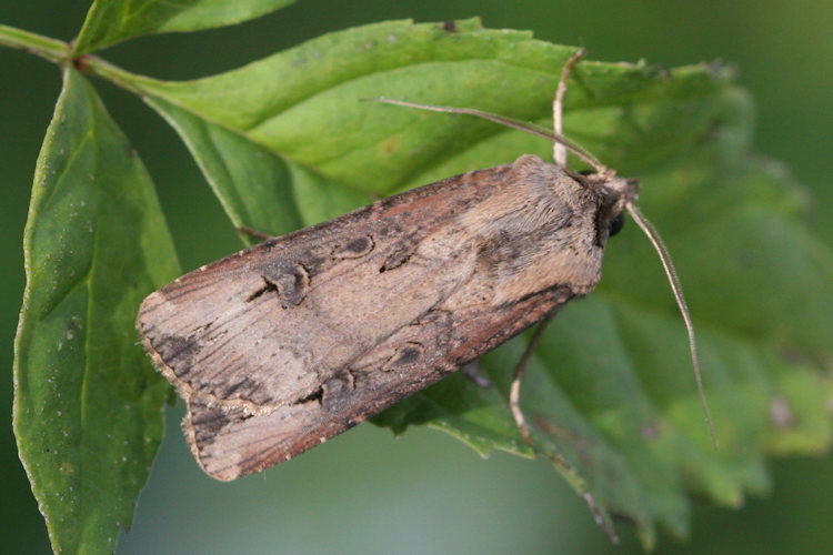 Agrotis ipsilon: Bild 2