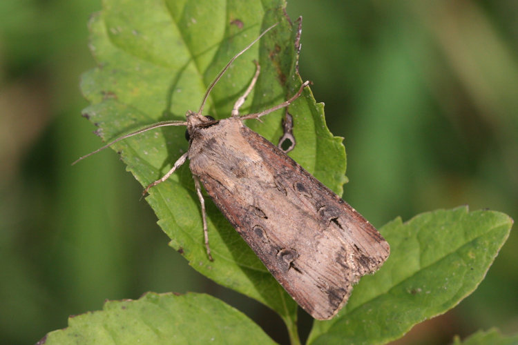 Agrotis ipsilon: Bild 3