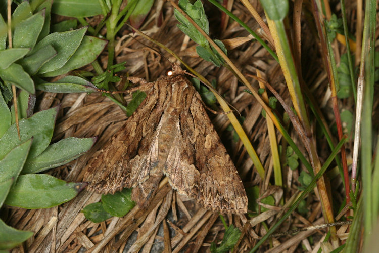 Apamea monoglypha: Bild 4