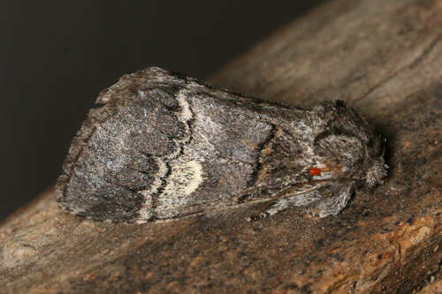 Drymonia ruficornis: Bild 3