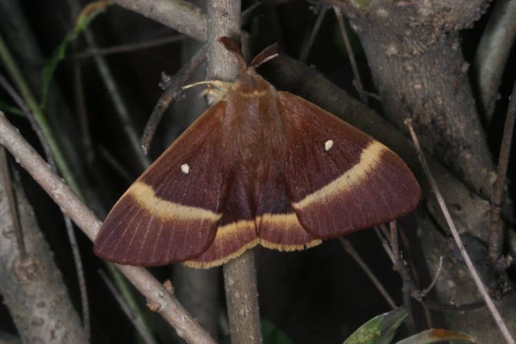 Lasiocampa quercus: Bild 2