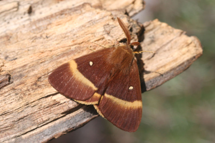 Lasiocampa quercus: Bild 3