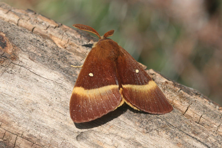 Lasiocampa quercus: Bild 4