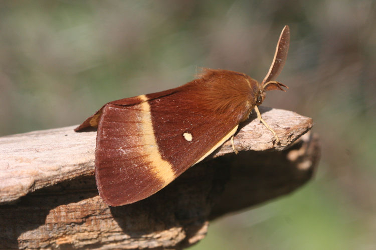 Lasiocampa quercus: Bild 5