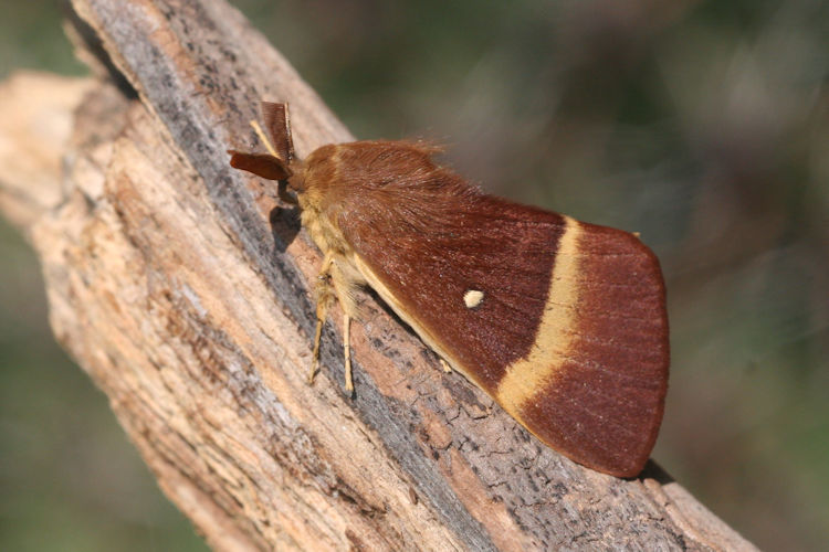 Lasiocampa quercus: Bild 6