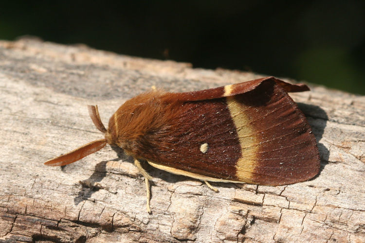 Lasiocampa quercus: Bild 7