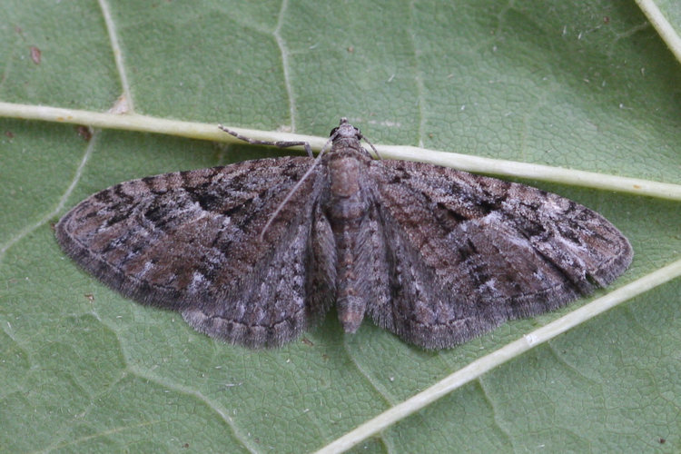 Eupithecia pusillata: Bild 1