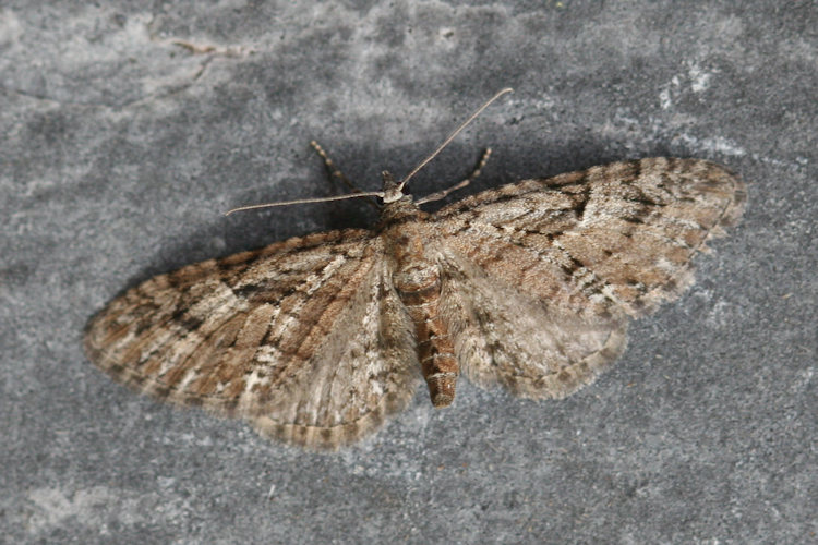 Eupithecia pusillata: Bild 3