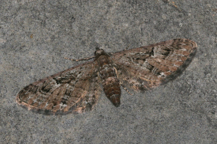 Eupithecia pusillata: Bild 13