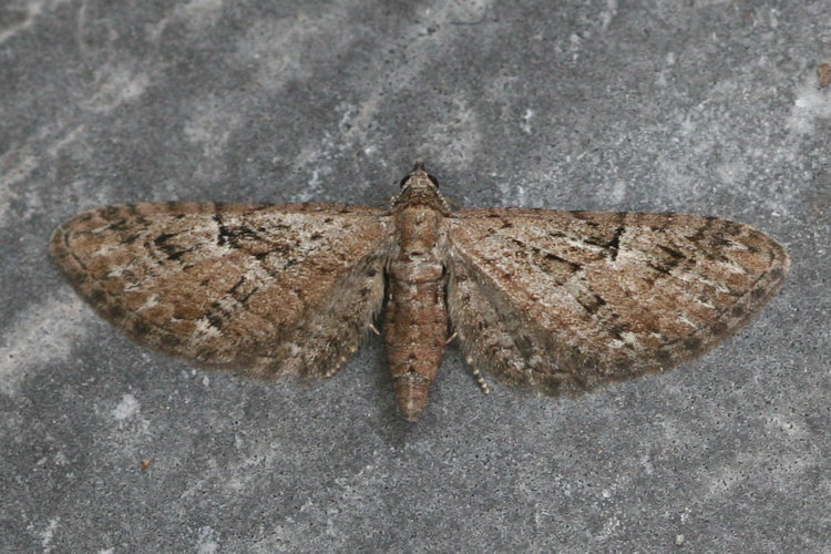 Eupithecia pusillata: Bild 24