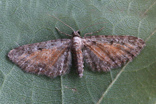 Eupithecia icterata: Bild 10