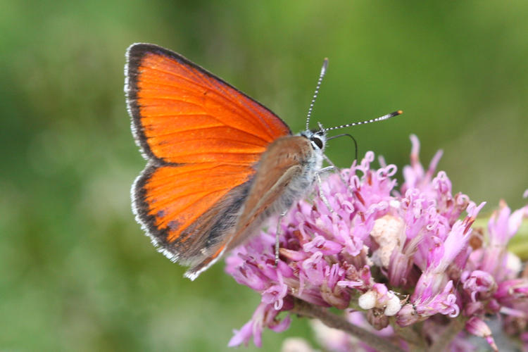 Lycaena hippothoe eurydame: Bild 14