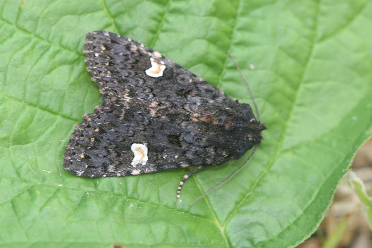 Melanchra persicariae: Bild 1