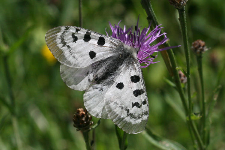 Parnassius apollo: Bild 6