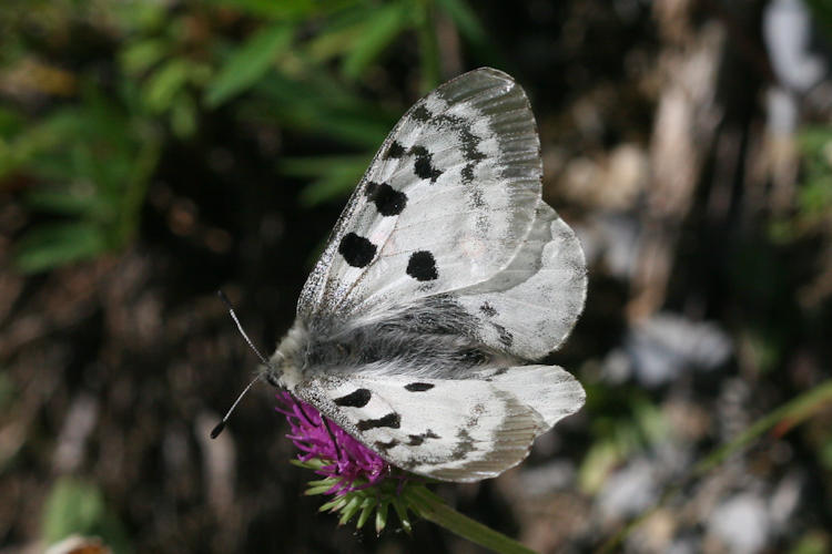 Parnassius apollo: Bild 7