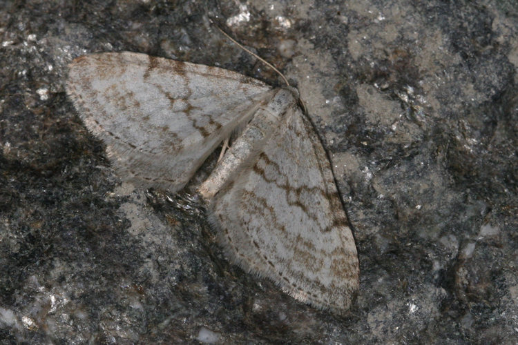 Mesotype verberata: Bild 1