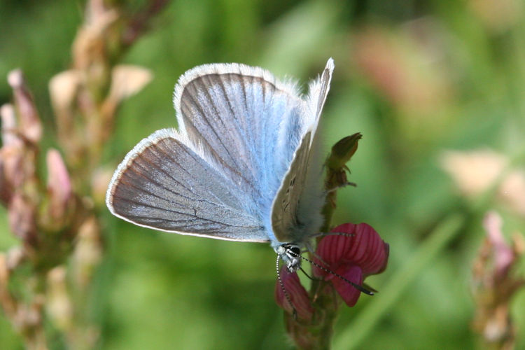 Polyommatus damon: Bild 2