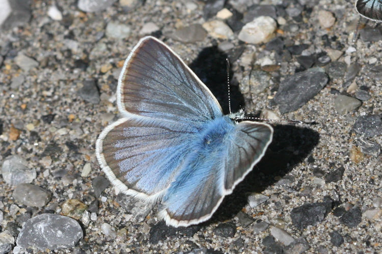 Polyommatus damon: Bild 3