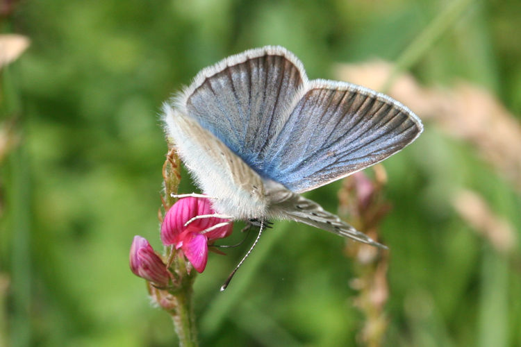 Polyommatus damon: Bild 4