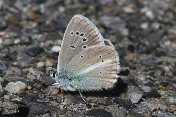 Polyommatus damon: Bild 12