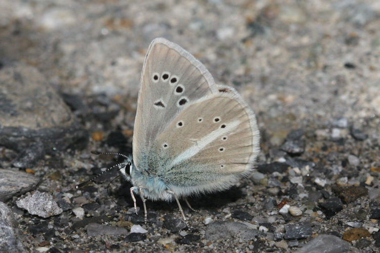 Polyommatus damon: Bild 13