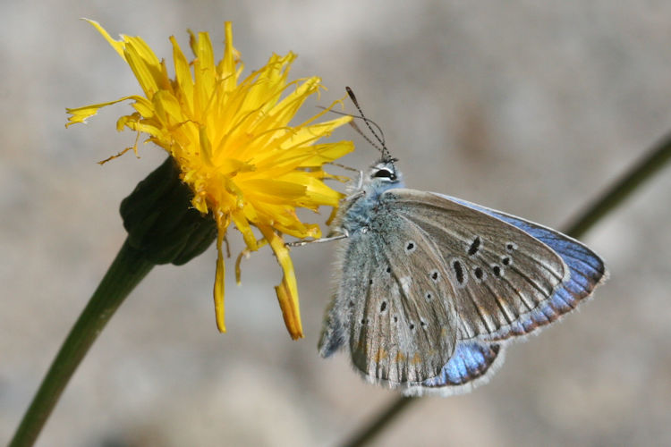 Polyommatus dorylas: Bild 20