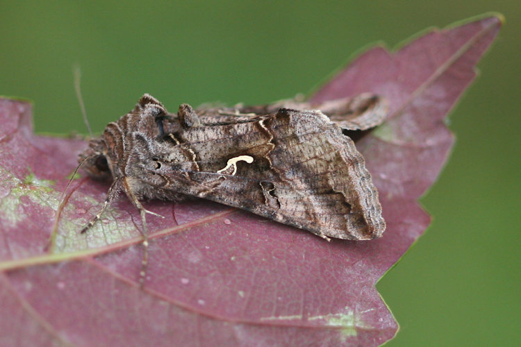 Autographa gamma: Bild 4