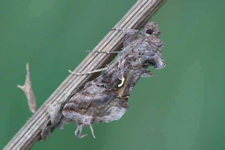 Autographa gamma: Bild 5