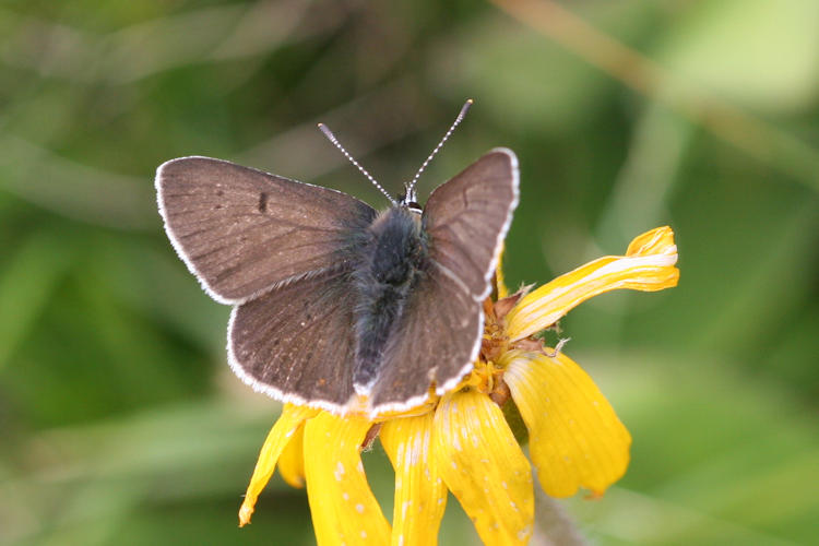 Lycaena tityrus subalpina: Bild 6