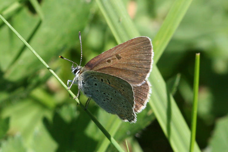 Lycaena tityrus subalpina: Bild 13